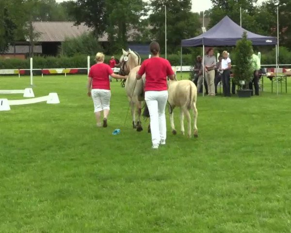 horse Iona (Fjord Horse, 2014, from Ismo)