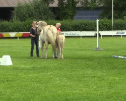 horse Ilana (Fjord Horse, 2014, from Ismo)