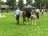 dressage horse A.w.i. Mojito (Welsh-Pony (Section B), 2014, from The Braes My Mobility)