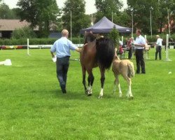 dressage horse A.w.i. Mojito (Welsh-Pony (Section B), 2014, from The Braes My Mobility)