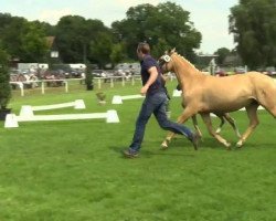 Dressurpferd Mary Poppins 91 (Deutsches Reitpony, 2014, von Mc Fly High D)