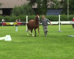 broodmare Minimaus (German Riding Pony, 2014, from Makarli)