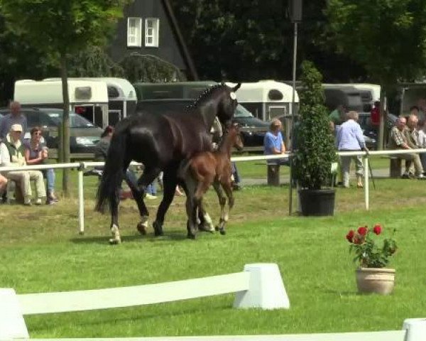 dressage horse Hengst von Sunday (Westphalian, 2014, from Sunday)