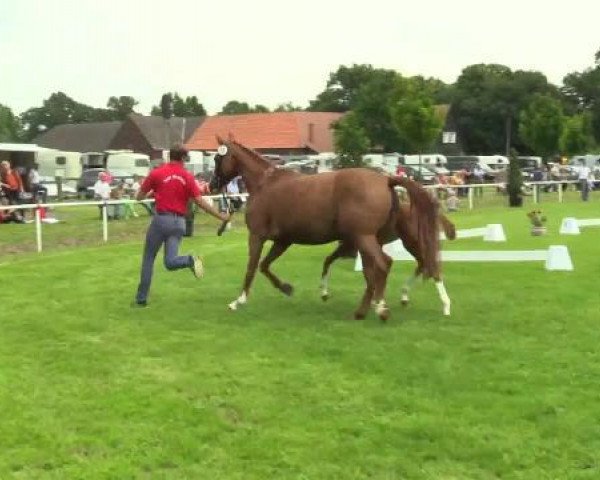 dressage horse Belissima K 3 (Westphalian, 2014, from Belissimo NRW)