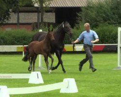 Dressurpferd Hengst von Fürstenball (Westfale, 2014, von Fürstenball)