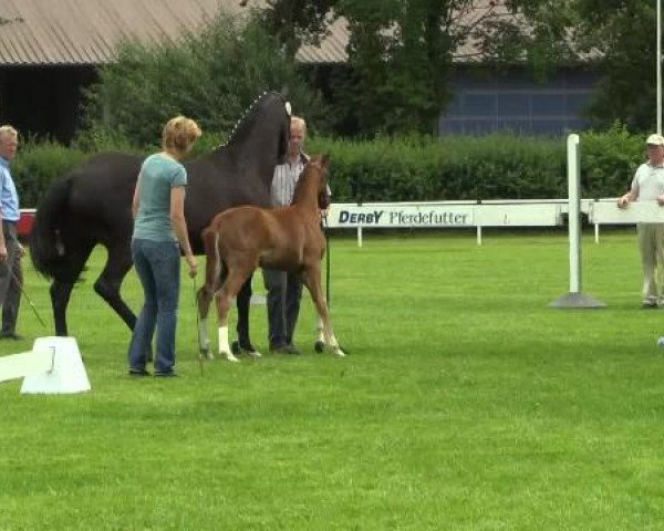 dressage horse Stute von Quotenkönig (Westphalian, 2014, from Quotenkoenig 2)