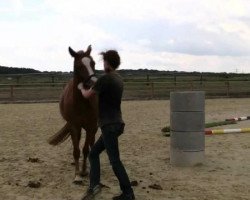 jumper Stute von Van Heinrich (German Riding Pony, 2011, from Van Heinrich)