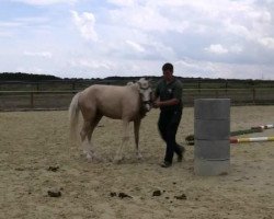 Pferd Stute von Spring Star's Spirit (Deutsches Reitpony, 2010, von Spring Star's Spirit)