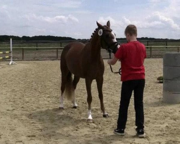 dressage horse Stute von FS Champion de Luxe (German Riding Pony, 2011, from FS Champion de Luxe)