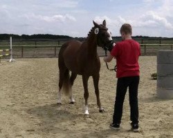 Dressurpferd Stute von FS Champion de Luxe (Deutsches Reitpony, 2011, von FS Champion de Luxe)