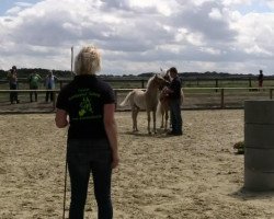 horse Sandokan (Haflinger, 2014, from Sonnensturm)