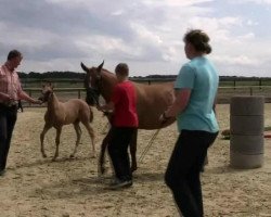 Zuchtstute Denise (Deutsches Reitpony, 2014, von FS Don't Worry)