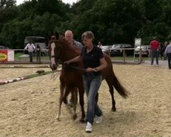 broodmare Nica H (German Riding Pony, 2014, from Fehkamps Nightley)