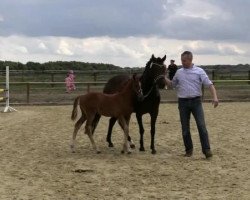 horse Der Mondbär B (German Riding Pony, 2014, from FS Don't Worry)