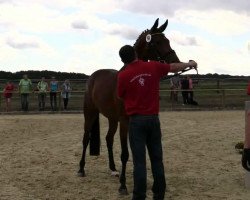 dressage horse Stute von Bordeaux (Westphalian, 2011, from Bordeaux 28)