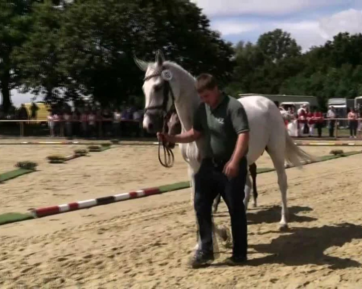 jumper Stute von Tamango (Westphalian, 2014, from Tamango)