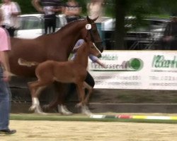 Dressurpferd Santo Santino (Westfale, 2014, von Sir Heinrich OLD)