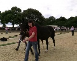 dressage horse Stute von Franziskus (Westphalian, 2014, from Franziskus FRH)