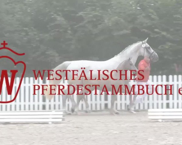 dressage horse Hengst von Rohjuwel (Westphalian, 2014, from Rohjuwel OLD)