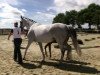 dressage horse Der weiße Riese F (Westphalian, 2014, from Don Juan de Hus)