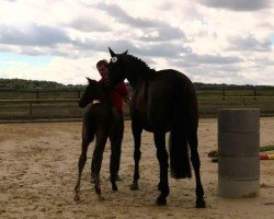 dressage horse Hengst von Captain Collin (Westphalian, 2014, from Captain Collin)