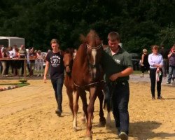 dressage horse Hengst von Captain Collin (Westphalian, 2014, from Captain Collin)