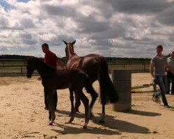 dressage horse Hengst von Captain Collin (Westphalian, 2014, from Captain Collin)