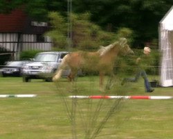 dressage horse Mona T (Edelbluthaflinger, 2011, from Moiko (4,69% ox))