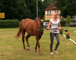 dressage horse Stute von Dream of Lord (German Riding Pony, 2014, from Dream of Lord)