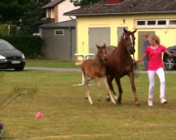 Pferd Stute von New Star (Deutsches Reitpony, 2014, von New Star)