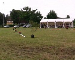 dressage horse Bella Rose (Haflinger, 2014, from Blickfang)