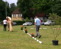 Dressurpferd Anabelle (Haflinger, 2011, von Alabaster B)