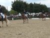 dressage horse Nevio Son (Haflinger, 2004, from Nevio)