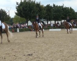 dressage horse Nevio Son (Haflinger, 2004, from Nevio)