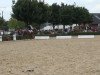 jumper Gismo 654 (German Riding Pony, 2009, from Genesis B)