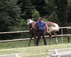 Zuchtstute unNorett (Haflinger, 2011, von Nagan II (1,57% ox))