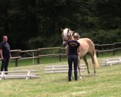 horse Atena (Haflinger, 2011, from Augartner)