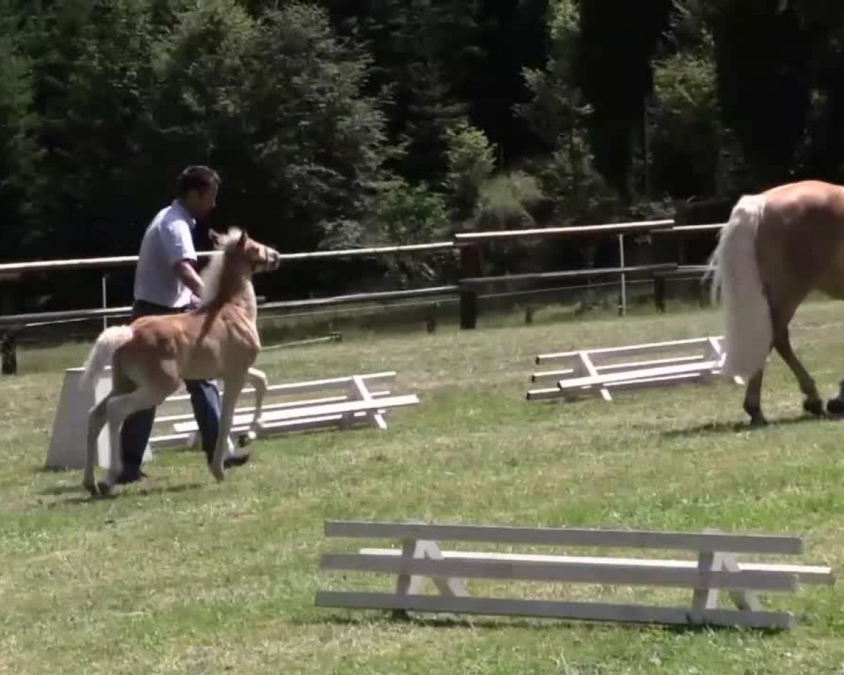 Dressurpferd Hengst von Sterntänzer (Haflinger, 2014, von Sterntaenzer)