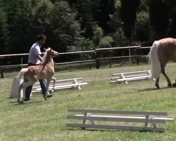 Dressurpferd Hengst von Sterntänzer (Haflinger, 2014, von Sterntaenzer)