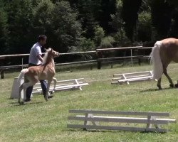 dressage horse Hengst von Sterntänzer (Haflinger, 2014, from Sterntaenzer)