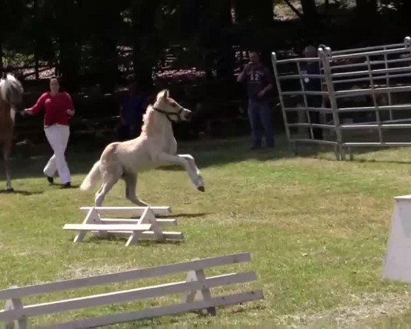 horse Hengst von Ampere (Haflinger, 2014)