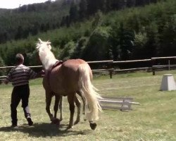 broodmare Stute von Augartner (Haflinger, 2014, from Augartner)