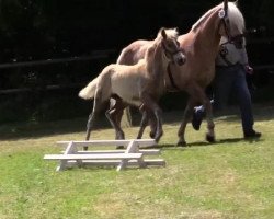 broodmare Waleska (Haflinger, 2014, from Waleskus)