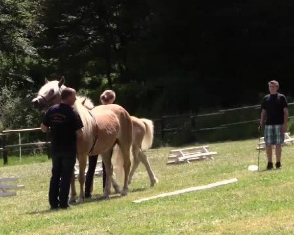 Pferd Hengst von Augartner (Haflinger, 2014, von Augartner)