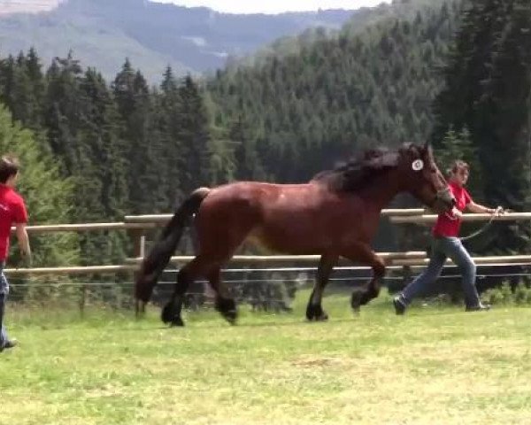 horse Eluisa (Rhenish-German Cold-Blood, 2011, from Eberhard)