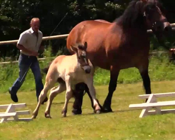 Pferd Stute von Adriano (Rheinisch-Deutsches Kaltblut, 2014, von Adriano)