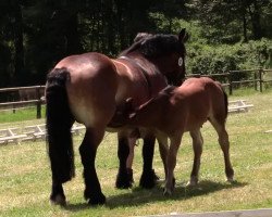 horse Hengst von Nobel (Rhenish-German Cold-Blood, 2014, from Nobel B)