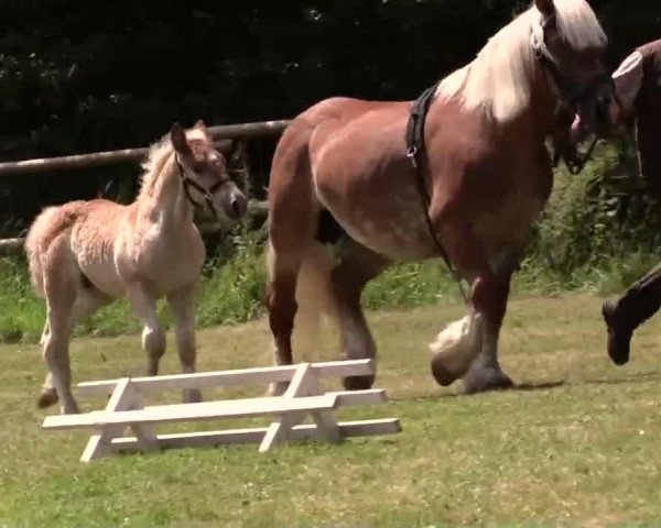 Pferd Hengst von Carat (Rheinisch-Deutsches Kaltblut, 2014, von Carat)