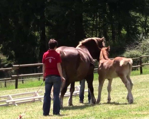 horse Hengst von Carat (Rhenish-German Cold-Blood, 2014, from Carat)