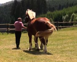 horse Hengst von Martell (Rhenish-German Cold-Blood, 2014, from Martell)